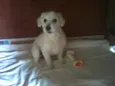 Pupi
