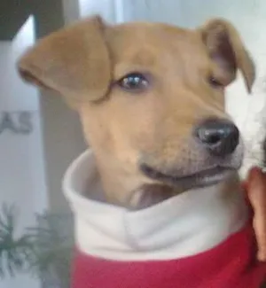 Cachorro raça SRD idade 2 a 6 meses nome Filhote