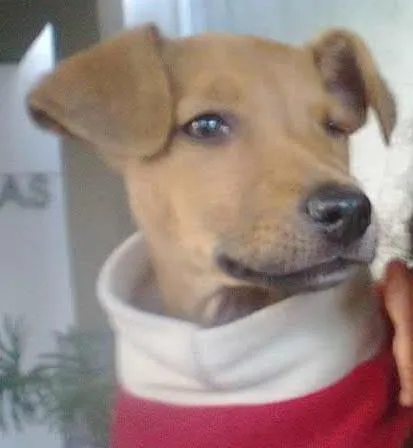 Cachorro ra a SRD idade 2 a 6 meses nome Filhote