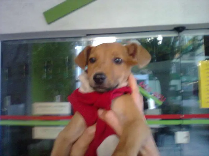 Cachorro ra a SRD idade 2 a 6 meses nome Filhote