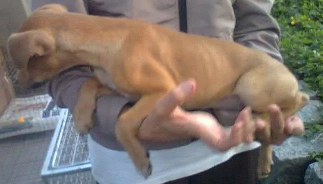 Cachorro ra a SRD idade 2 a 6 meses nome Filhote