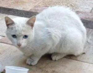Gato raça Não sei idade 2 a 6 meses nome Snow