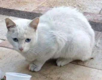Gato ra a Não sei idade 2 a 6 meses nome Snow