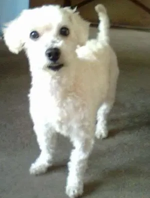 Cachorro raça Poodle idade 5 anos nome Pupi