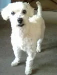 Pupi