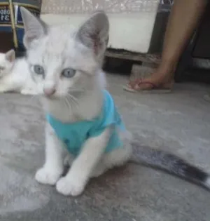 Gato raça nao sei idade Abaixo de 2 meses nome sem nomes