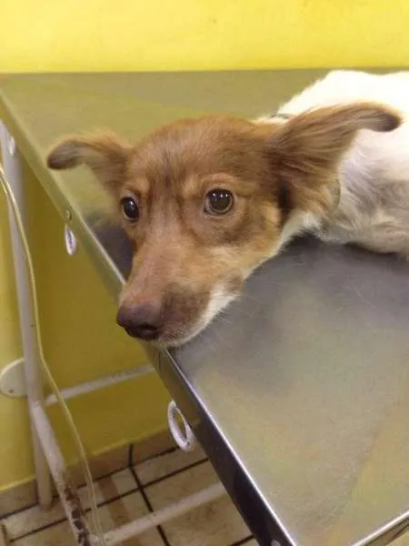 Cachorro ra a idade 4 anos nome x