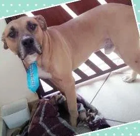 Cachorro raça  idade 2 anos nome Thor