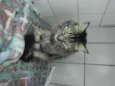 Gatinhs