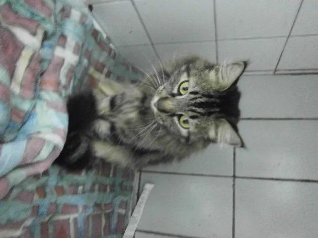 Cachorro ra a Angorá idade  nome Gatinhs