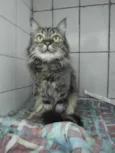 Gatinhs