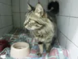 Gatinhs