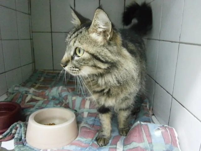 Cachorro ra a Angorá idade  nome Gatinhs