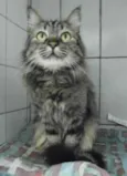 Gatinhs