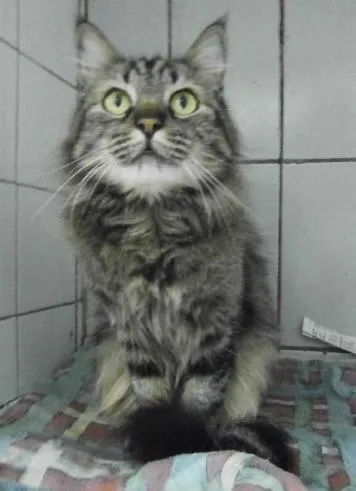 Cachorro ra a Angorá idade  nome Gatinhs
