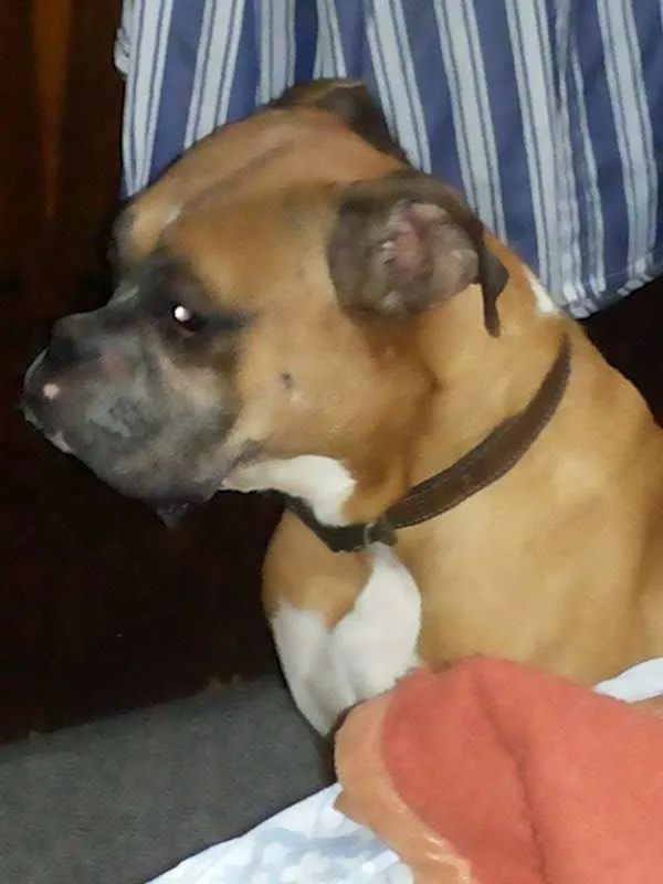 Cachorro ra a boxer idade 6 ou mais anos nome chorão