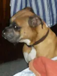 chorão