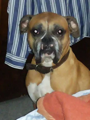 Cachorro raça boxer idade 6 ou mais anos nome chorão