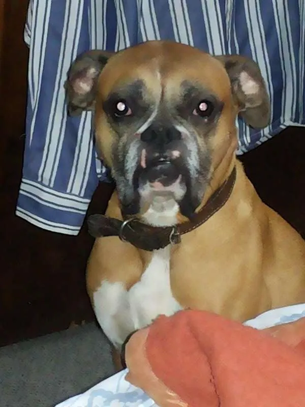 Cachorro ra a boxer idade 6 ou mais anos nome chorão