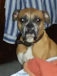 chorão