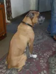 chorão