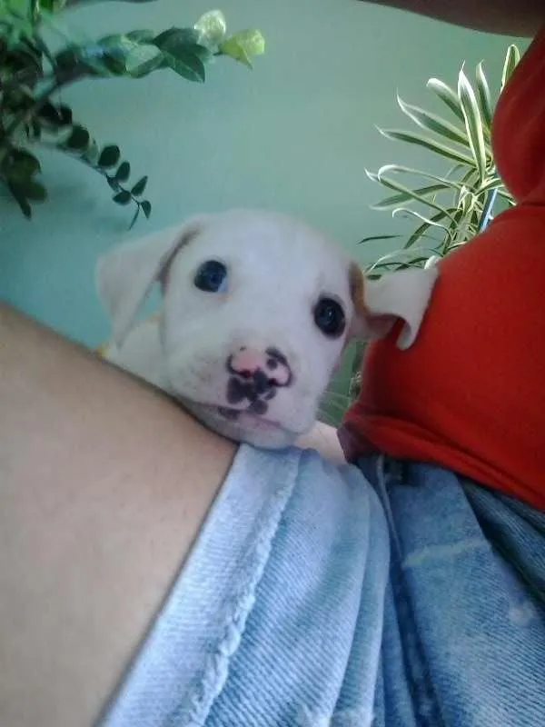 Cachorro ra a  idade 2 a 6 meses nome Klose