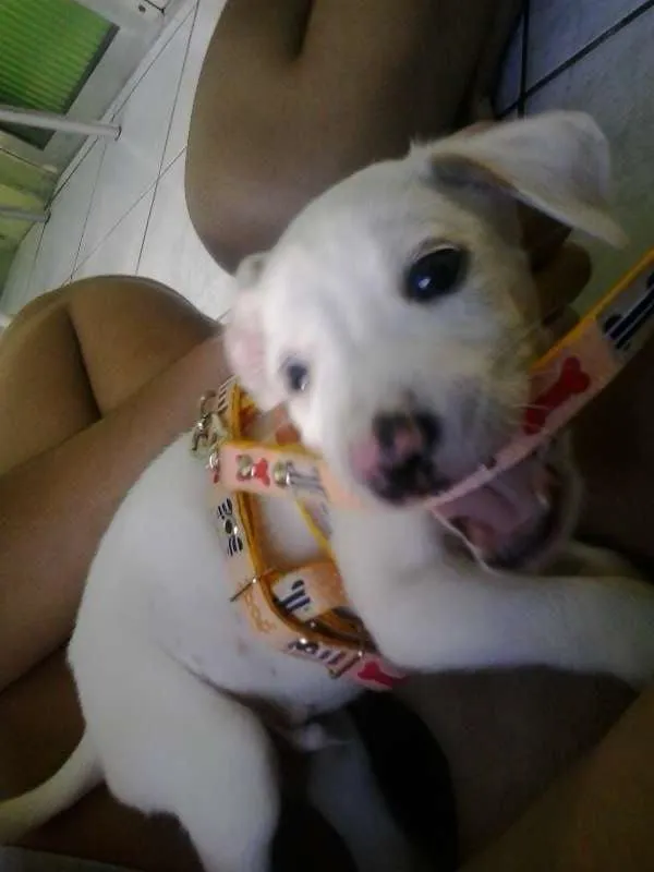 Cachorro ra a  idade 2 a 6 meses nome Klose