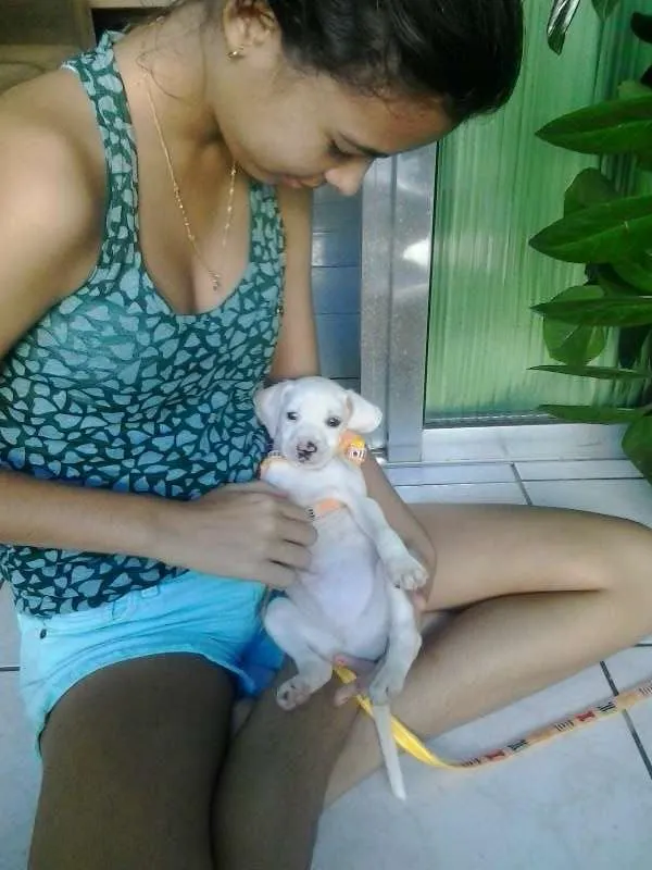 Cachorro ra a  idade 2 a 6 meses nome Klose