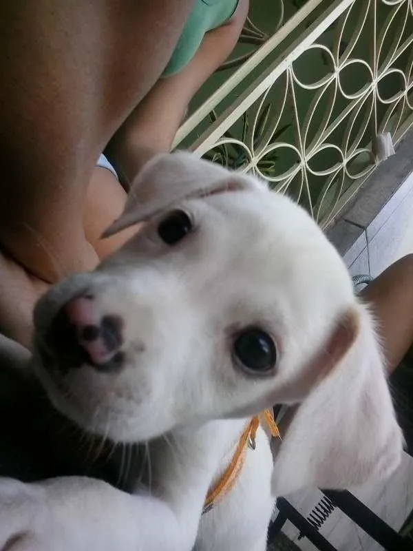 Cachorro ra a  idade 2 a 6 meses nome Klose
