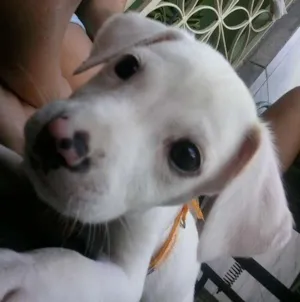 Cachorro raça  idade 2 a 6 meses nome Klose