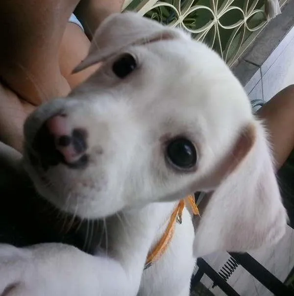 Cachorro ra a  idade 2 a 6 meses nome Klose
