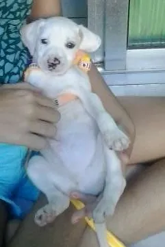 Cachorro ra a  idade 2 a 6 meses nome Klose