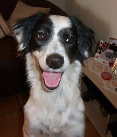 Cachorro ra a Boxer c/ Labrador idade 1 ano nome Thor