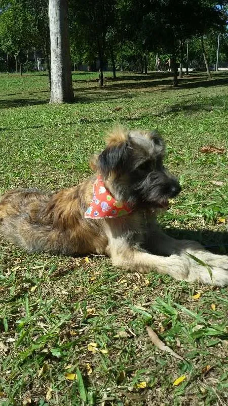 Cachorro ra a SRD idade 2 a 6 meses nome SANSÃO