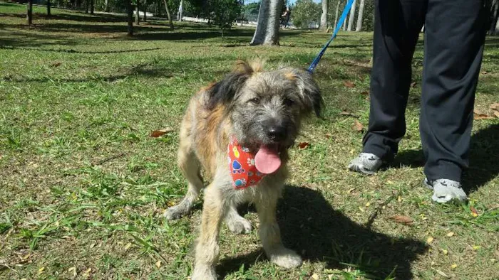 Cachorro ra a SRD idade 2 a 6 meses nome SANSÃO