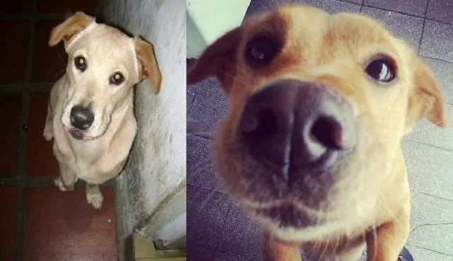 Cachorro ra a Mestiça Labrador com Chow Chow idade 5 anos nome Reiki