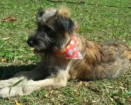Cachorro ra a SRD idade 2 a 6 meses nome SANSÃO