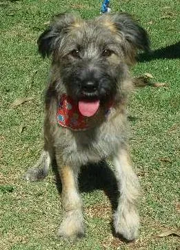 Cachorro raça SRD idade 2 a 6 meses nome SANSÃO
