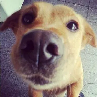 Cachorro ra a Mestiça Labrador com Chow Chow idade 5 anos nome Reiki