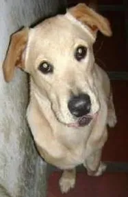 Cachorro ra a Mestiça Labrador com Chow Chow idade 5 anos nome Reiki