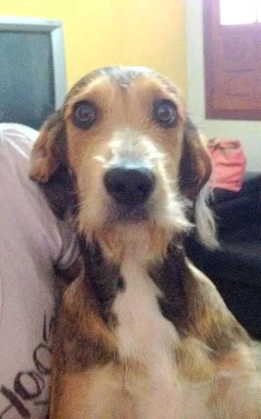 Cachorro raça SRD idade 7 a 11 meses nome Nico 