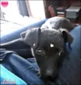 Laica