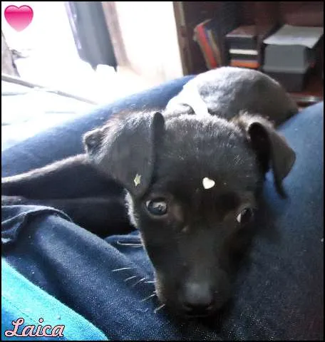 Cachorro ra a vira lata idade Abaixo de 2 meses nome Laica