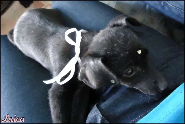 Cachorro ra a vira lata idade Abaixo de 2 meses nome Laica