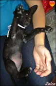 Laica