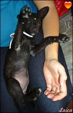 Cachorro ra a vira lata idade Abaixo de 2 meses nome Laica
