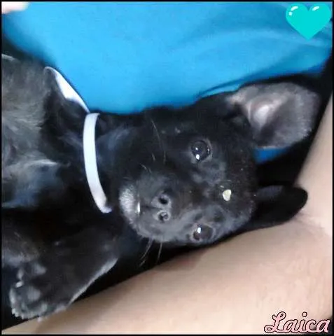 Cachorro ra a vira lata idade Abaixo de 2 meses nome Laica