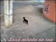 Laica