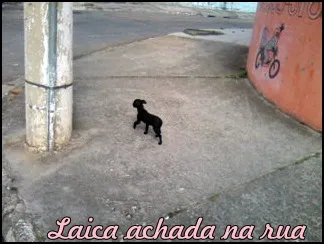 Cachorro ra a vira lata idade Abaixo de 2 meses nome Laica