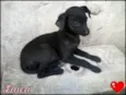 Laica